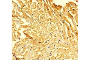 Immunohistochemistry of paraffin-embedded human heart tissue using ABIN7153046 at dilution of 1:100 (FOXG1 anticorps  (AA 183-292))
