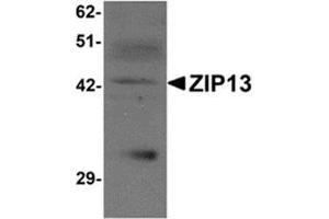 Western blot analysis of ZIP13 in K562 cell lysate with ZIP13 antibody at 1 μg/ml. (SLC39A13 anticorps  (N-Term))
