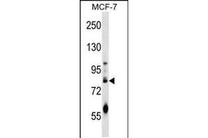 Western blot analysis in MCF-7 cell line lysates (35ug/lane). (ACRC anticorps  (C-Term))