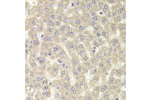 Immunohistochemistry of paraffin-embedded rat liver using RGS7 antibody at dilution of 1:100 (x400 lens). (RGS7 anticorps)