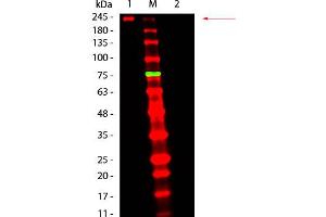Fluorescent: Anti-Mouse Ig DyLight 680 - Western Blot.