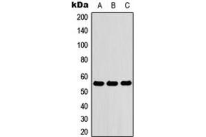 Western blot analysis of ZNF76 expression in HEK293T (A), Raw264. (ZNF76 anticorps  (Center))