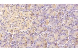 Detection of LIF in Human Pancreas Tissue using Monoclonal Antibody to Leukemia Inhibitory Factor (LIF) (LIF anticorps  (AA 2-201))