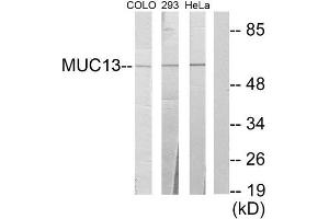Western Blotting (WB) image for anti-Mucin 13, Cell Surface Associated (MUC13) (C-Term) antibody (ABIN1849970)