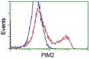 Image no. 9 for anti-Proto-Oncogene Pim-2 (Serine Threonine Kinase) (PIM2) antibody (ABIN1500220)