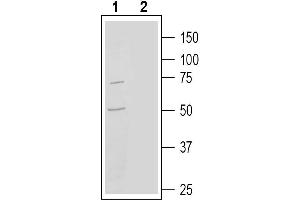 Western blot analysis of human  monocytic leukemia cell line lysate:1. (GPR97 anticorps  (Extracellular))