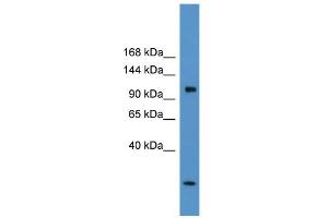 WB Suggested Anti-Clcn1 Antibody Titration:  0. (CLCN1 anticorps  (C-Term))