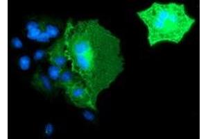 Anti-BIN3 mouse monoclonal antibody (ABIN2454016) immunofluorescent staining of COS7 cells transiently transfected by pCMV6-ENTRY BIN3 (RC203378). (BIN3 anticorps)