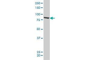 QARS monoclonal antibody (M01), clone 5F5 Western Blot analysis of QARS expression in HeLa .