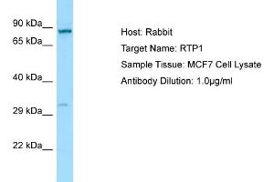 Western Blotting (WB) image for anti-Receptor (Chemosensory) Transporter Protein 1 (RTP1) (C-Term) antibody (ABIN2790163) (RTP1 anticorps  (C-Term))