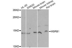 Western blot analysis of extracts of various cell lines, using MSRB1 Antibody (ABIN2559877) at 1:1000 dilution. (MSRB1 anticorps)