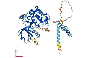 AlphaFold protein structure predicition of Human Recombinant STK25 Protein, UniprotID O00506
