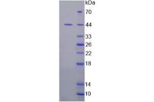 SDS-PAGE analysis of Human IDO Protein. (IDO Protéine)