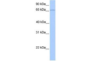 CLCNKA antibody used at 1 ug/ml to detect target protein.