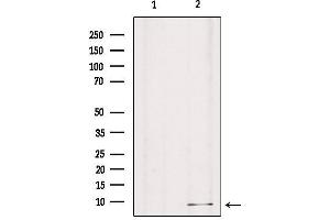 Western blot analysis of extracts from mouse brain, using GNG8 Antibody. (GNG8 anticorps  (Internal Region))