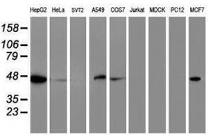 Image no. 2 for anti-Adipocyte Plasma Membrane Associated Protein (APMAP) antibody (ABIN1496665) (APMAP anticorps)