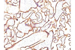 Formalin-fixed, paraffin-embedded human Placenta stained with PLAP Monoclonal Antibody (PL8-F6). (PLAP anticorps)