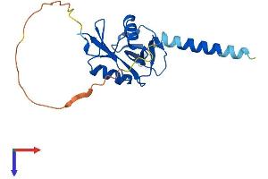 AlphaFold protein structure predicition of Mouse Recombinant Clec5a Protein, UniprotID Q9R007