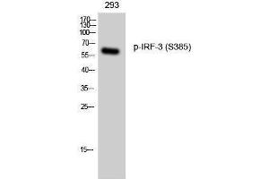 Western Blotting (WB) image for anti-Interferon Regulatory Factor 3 (IRF3) (pSer385) antibody (ABIN3173362) (IRF3 anticorps  (pSer385))