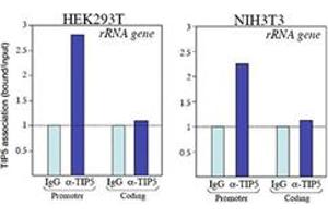 ChIP assays were performed using chromatin from HEK293T and NIH3T3 cells.