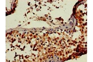 Immunohistochemistry of paraffin-embedded human testis tissue using ABIN7151111 at dilution of 1:100
