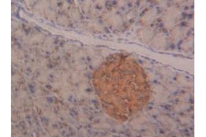 Detection of NAGa in Mouse Pancreas Tissue using Polyclonal Antibody to N-Acetylgalactosaminidase Alpha (NAGa) (NAGA anticorps  (AA 18-217))
