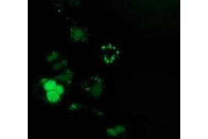 Anti-PUS7 mouse monoclonal antibody (ABIN2453554) immunofluorescent staining of COS7 cells transiently transfected by pCMV6-ENTRY PUS7 (RC203902). (PUS7 anticorps)