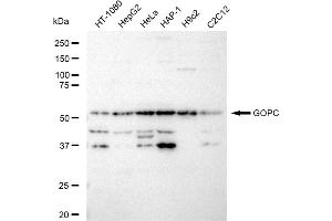 Western blotting analysis using GOPC antibody (ABIN7798796). (Recombinant GOPC anticorps)