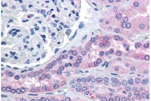 Human Kidney (formalin-fixed, paraffin-embedded) stained with RHPN2 antibody ABIN294091 at 5 ug/ml followed by biotinylated anti-goat IgG secondary antibody ABIN481715, alkaline phosphatase-streptavidin and chromogen. (RHPN2 anticorps  (AA 645-655))