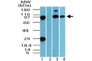 Western blot analysis of IQWD1 in human muscle tissue lysate in the 1) absence and 2) presence of immunizing peptide, 3) mouse muscle tissue lysate and 4) rat muscle tissue lysate. (DCAF6 anticorps  (AA 800-850))
