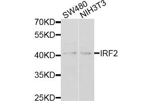 Western blot analysis of extracts of various cell lines, using IRF2 antibody (ABIN1873262) at 1:1000 dilution. (IRF2 anticorps)