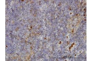 Image no. 3 for anti-Gardner-Rasheed Feline Sarcoma Viral (V-Fgr) Oncogene Homolog (FGR) (AA 1-90) antibody (ABIN598684) (Fgr anticorps  (AA 1-90))