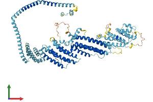 AlphaFold protein structure predicition of Human Recombinant COG7 Protein, UniprotID P83436