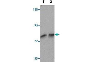Western blot analysis of FREM1 in K-562 cell lysate with FREM1 polyclonal antibody  at (1) 0. (FREM1 anticorps  (C-Term))