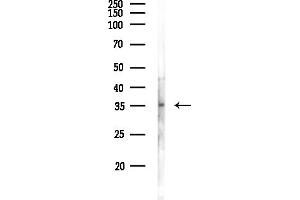 Western blot analysis of lysates from RAW264.