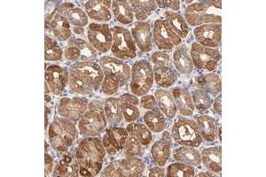 Immunohistochemical staining of human stomach with SCUBE1 polyclonal antibody  shows cytoplasmic positivity in glandular cells at 1:20-1:50 dilution.