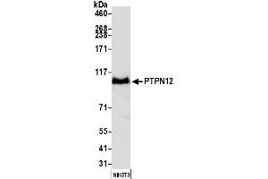 Western Blotting (WB) image for anti-Protein Tyrosine Phosphatase G1 (PTPN12) (AA 499-780) antibody (ABIN7453983)