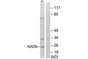 Western Blotting (WB) image for anti-RNA Polymerase II TBP-Associated Factor Subunit G (TAF9) (AA 11-60) antibody (ABIN2889825) (TAF9 anticorps  (AA 11-60))