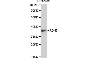 Western blot analysis of extracts of U-251MG cells, using ADH5 antibody (ABIN6292597) at 1:1000 dilution. (ADH5 anticorps)