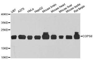 Western blot analysis of extracts of various cell lines, using COPS8 antibody. (COPS8 anticorps  (AA 1-209))
