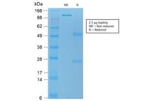 SDS-PAGE analysis of purified, BSA-free recombinant TL1A antibody (clone rVEGI/1283) as confirmation of integrity and purity. (TNFSF15 anticorps)