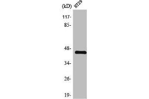 Western Blot analysis of HT29 cells using TGFβ1 Polyclonal Antibody