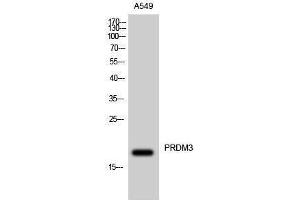 Western Blotting (WB) image for anti-MDS1 and EVI1 Complex Locus (MECOM) (N-Term) antibody (ABIN3177008) (MECOM anticorps  (N-Term))