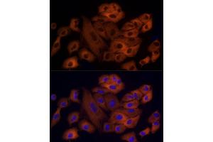 Immunofluorescence analysis of A-549 cells using OXGR1 / GPR99 Rabbit mAb (ABIN7269134) at dilution of 1:50 (40x lens). (OXGR1 anticorps)