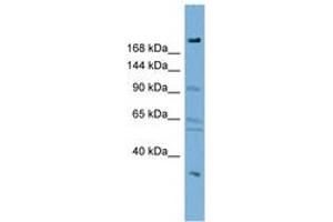 Image no. 1 for anti-DIP2 Disco-Interacting Protein 2 Homolog A (DIP2A) (AA 287-336) antibody (ABIN6742067) (DIP2A anticorps  (AA 287-336))