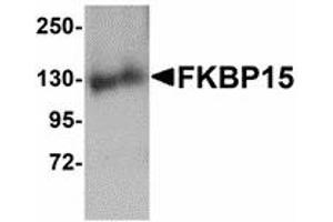 Image no. 1 for anti-FK506 Binding Protein 15, 133kDa (FKBP15) (N-Term) antibody (ABIN478075)