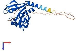 AlphaFold protein structure predicition of Mouse Recombinant Naa11 Protein, UniprotID Q3UX61