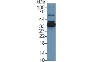 Detection of ANXA4 in Porcine Small intestine lysate using Polyclonal Antibody to Annexin A4 (ANXA4) (Annexin IV anticorps  (AA 3-151))