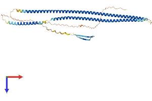 AlphaFold protein structure predicition of Mouse Recombinant Krt36 Protein, UniprotID B1AQ75