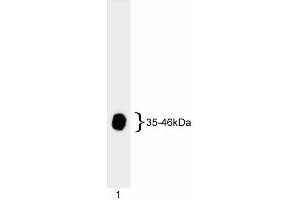 Western blot analysis of adenovirus E1A. (Humain Adenovirus type 5 E1A (HAdV-5 E1A) anticorps)